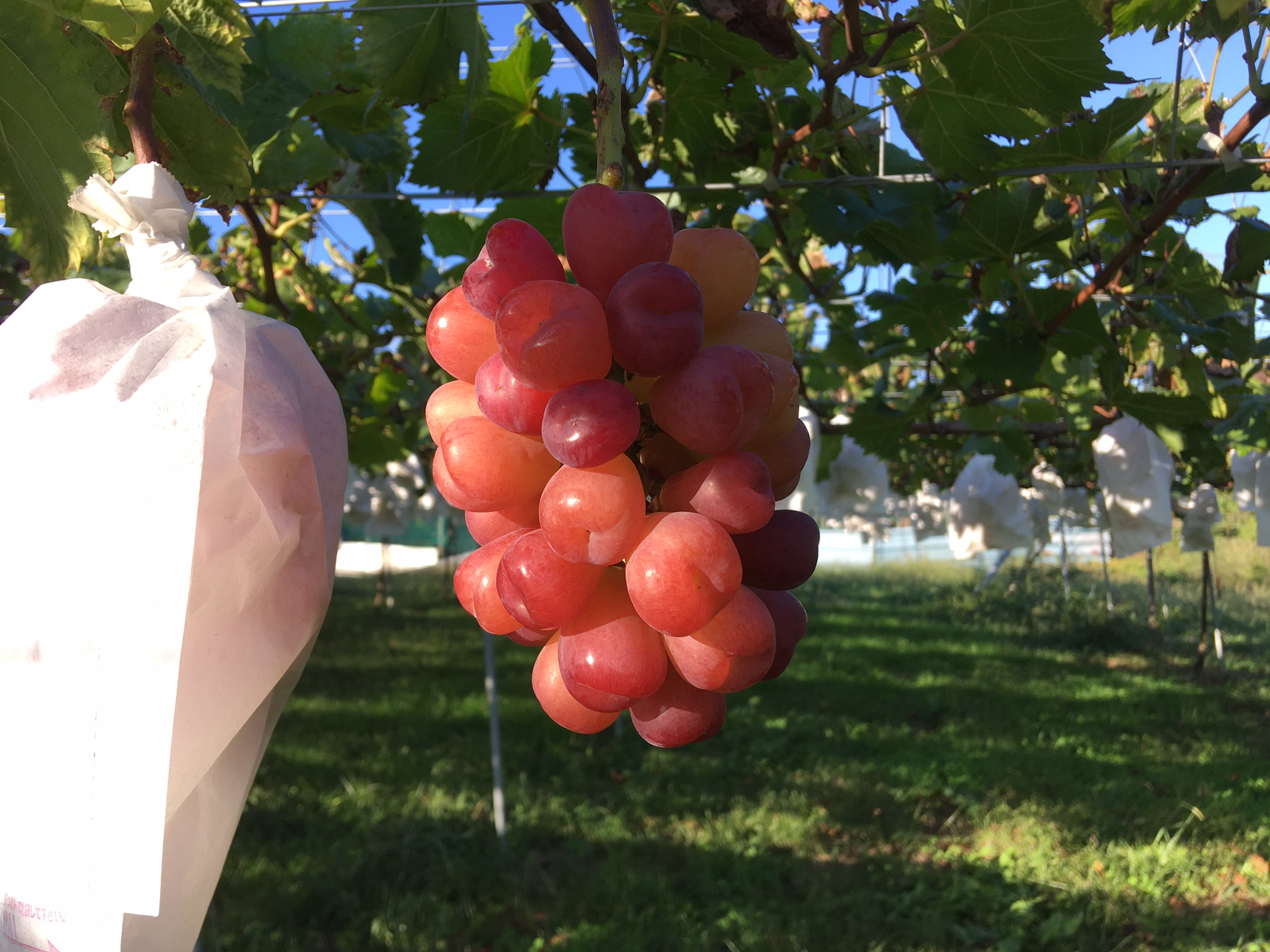 ぶどう品種の紹介 – ぶどうの久和田農園