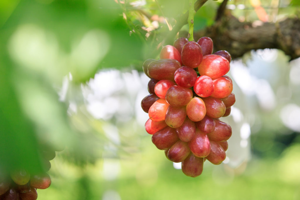 クイーンセブン